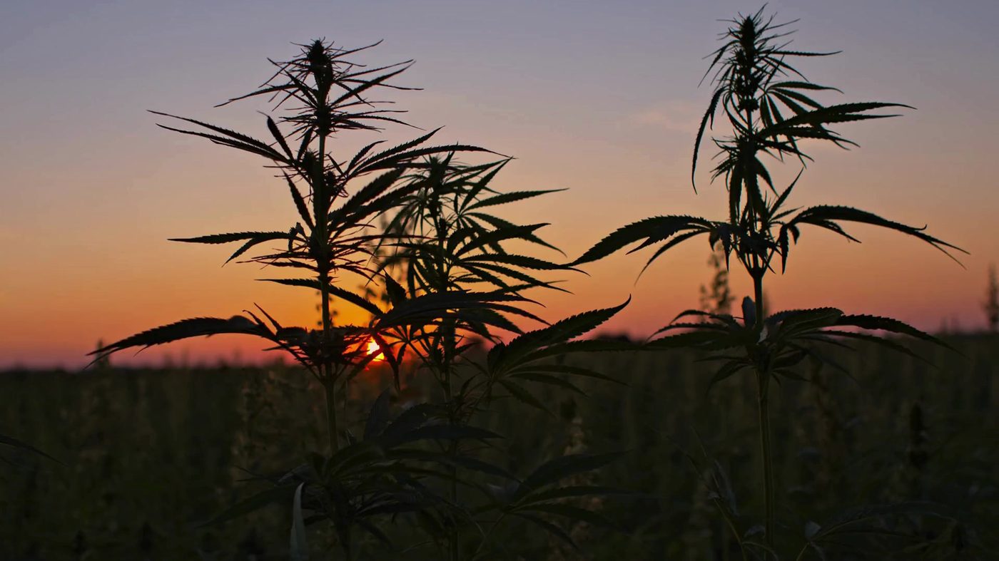 Cannabis plants at sunset on a Southern Humboldt legacy farm