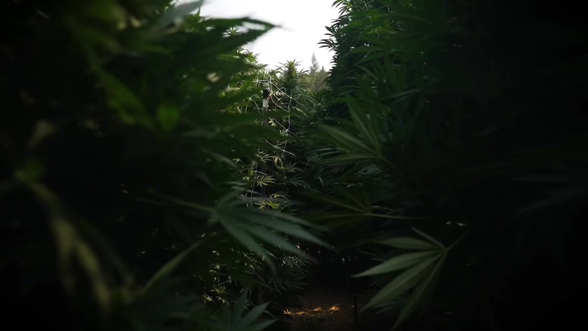 Legacy cannabis growing under the sun in the Emerald Triangle hills of Humboldt County